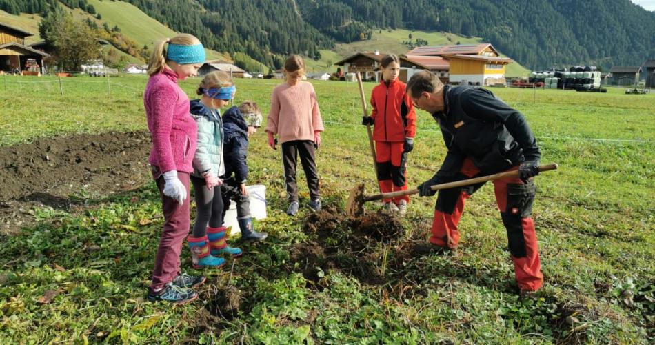 Bei der Kartoffelernte